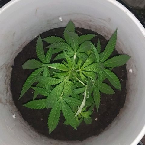 Genética desconocida growlog timeline photo