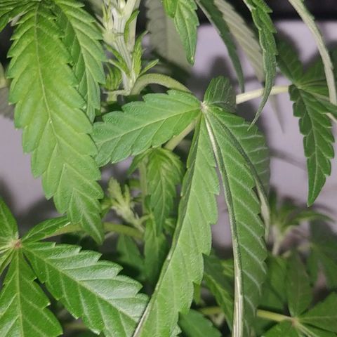 Genética desconocida growlog timeline photo