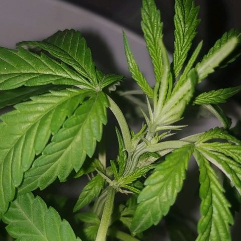 Genética desconocida growlog timeline photo