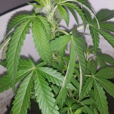 Genética desconocida growlog timeline photo