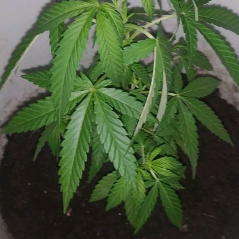Genética desconocida growlog timeline photo