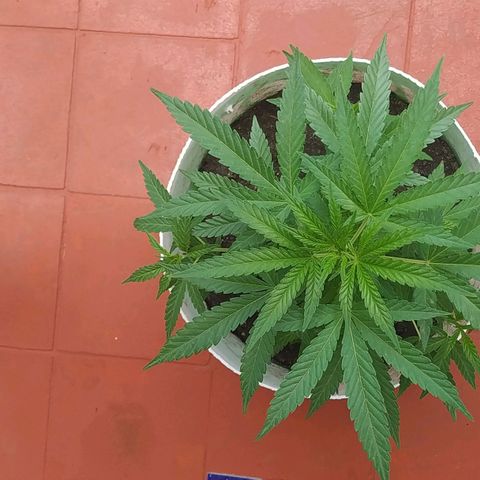 Genética desconocida growlog timeline photo
