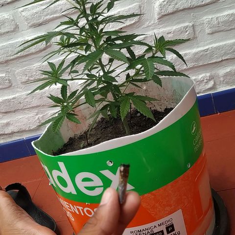 Genética desconocida growlog timeline photo