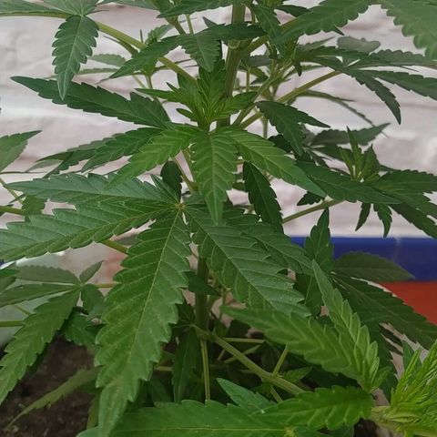 Genética desconocida growlog timeline photo