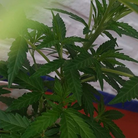 Genética desconocida growlog timeline photo