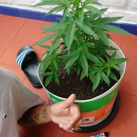 Genética desconocida growlog timeline photo