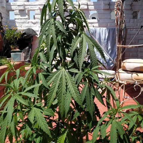 Genética desconocida growlog timeline photo