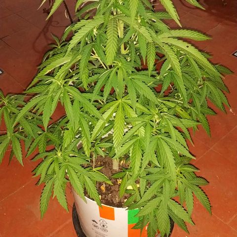 Genética desconocida growlog timeline photo
