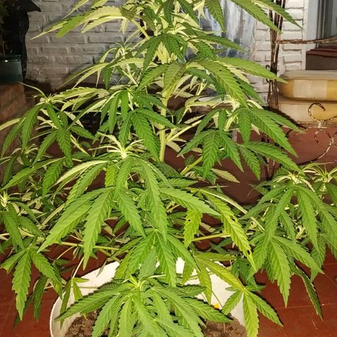 Genética desconocida growlog timeline photo