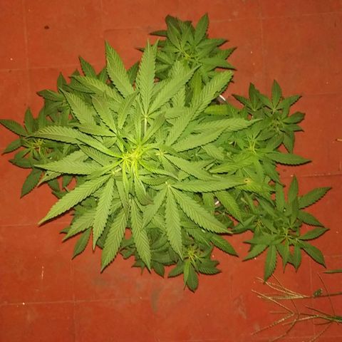 Genética desconocida growlog timeline photo