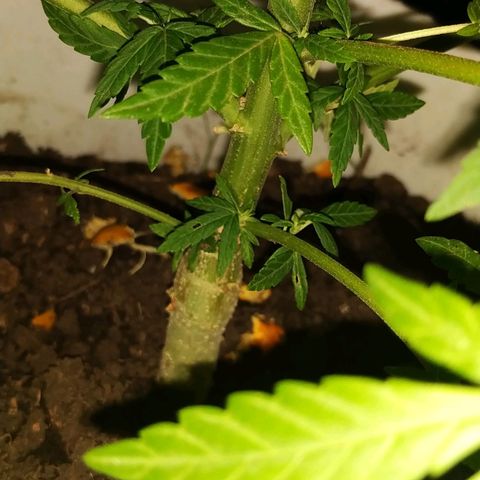 Genética desconocida growlog timeline photo