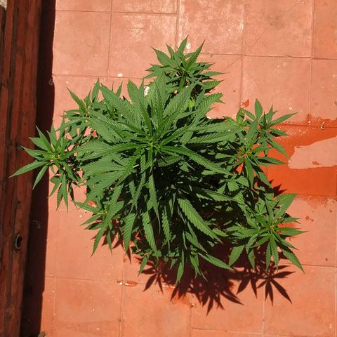 Genética desconocida growlog timeline photo