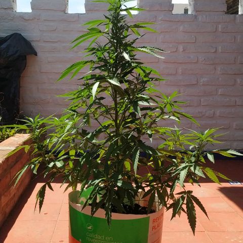 Genética desconocida growlog timeline photo