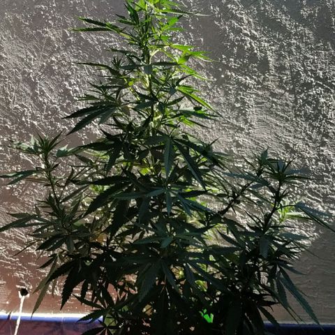 Genética desconocida growlog timeline photo