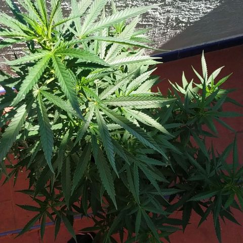 Genética desconocida growlog timeline photo