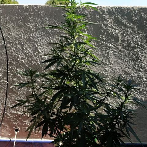 Genética desconocida growlog timeline photo