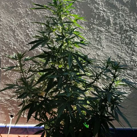 Genética desconocida growlog timeline photo