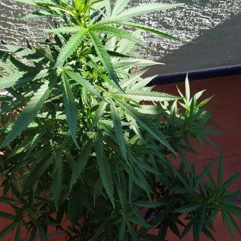 Genética desconocida growlog timeline photo