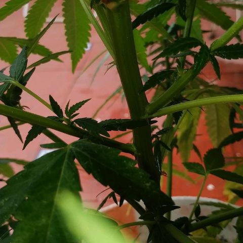 Genética desconocida growlog photo: Salieron los pistillos más grandes