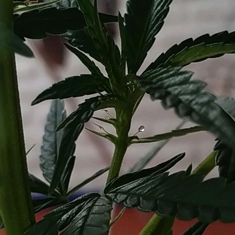 Genética desconocida growlog photo: Salieron los pistillos más grandes