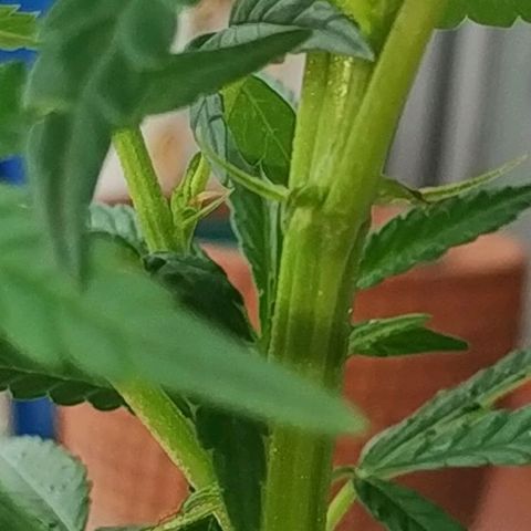 Genética desconocida growlog photo: Salieron los pistillos más grandes