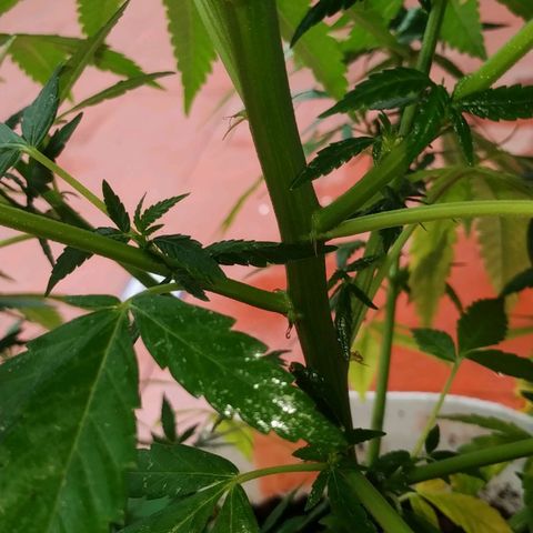 Genética desconocida growlog photo: Salieron los pistillos más grandes