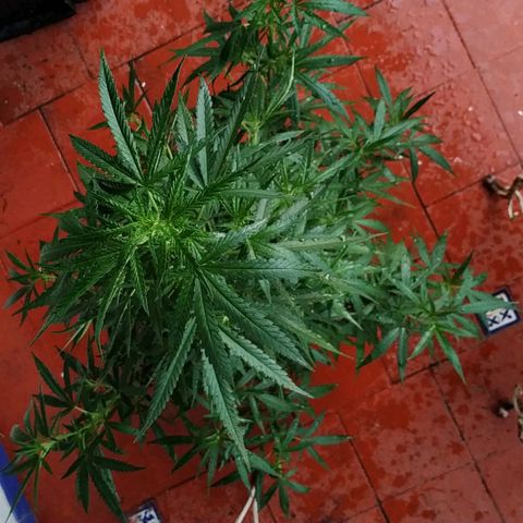 Genética desconocida growlog timeline photo