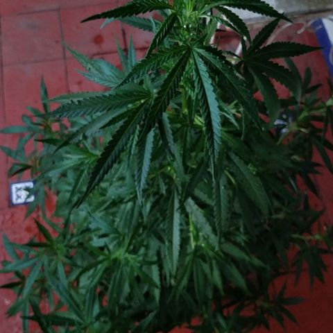 Genética desconocida growlog timeline photo