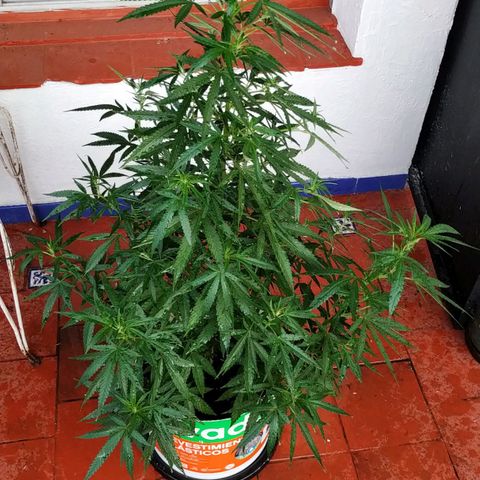Genética desconocida growlog timeline photo
