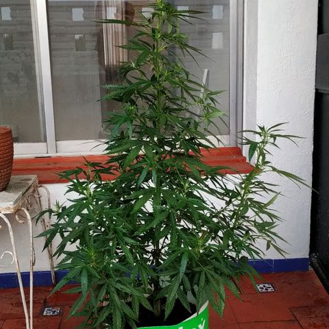 Genética desconocida growlog timeline photo