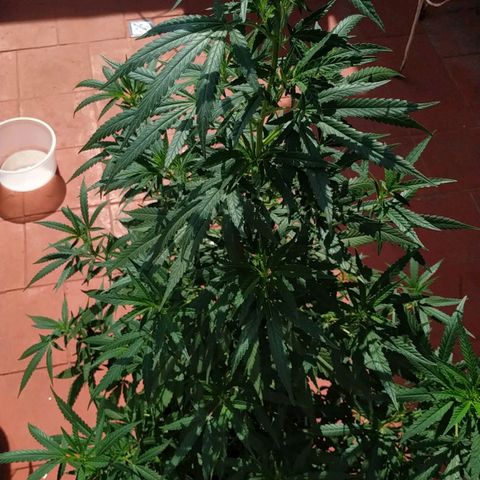 Genética desconocida growlog timeline photo