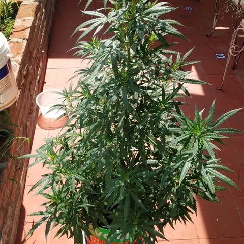 Genética desconocida growlog timeline photo