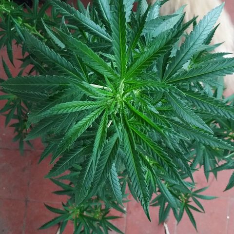 Genética desconocida growlog timeline photo