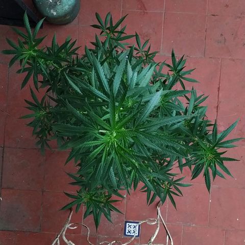 Genética desconocida growlog timeline photo