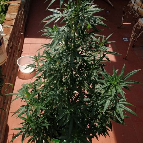 Genética desconocida growlog timeline photo