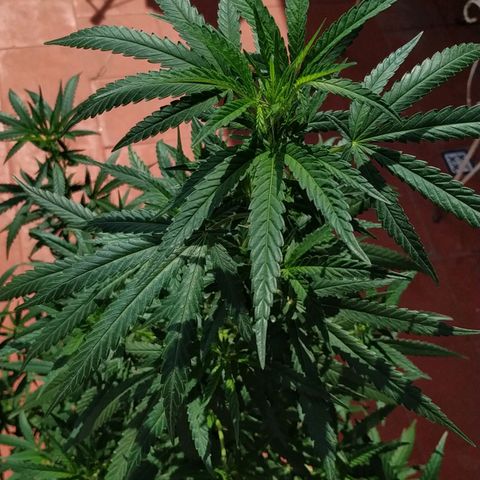 Genética desconocida growlog timeline photo
