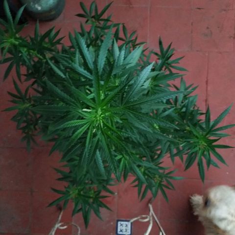 Genética desconocida growlog timeline photo