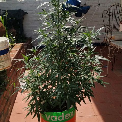 Genética desconocida growlog timeline photo
