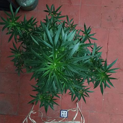 Genética desconocida growlog timeline photo