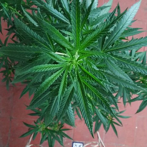 Genética desconocida growlog timeline photo