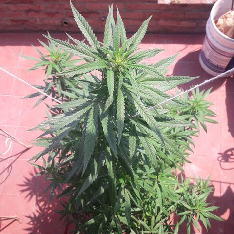 Genética desconocida growlog timeline photo
