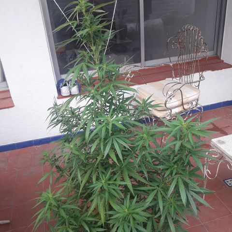 Genética desconocida growlog timeline photo