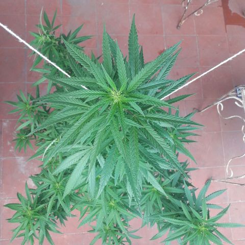 Genética desconocida growlog timeline photo