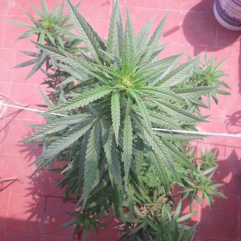 Genética desconocida growlog timeline photo