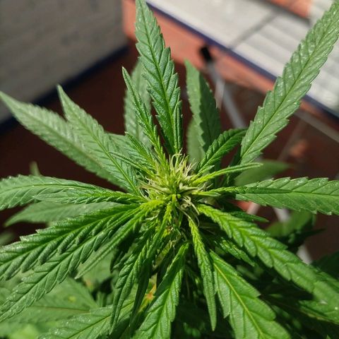 Genética desconocida growlog timeline photo