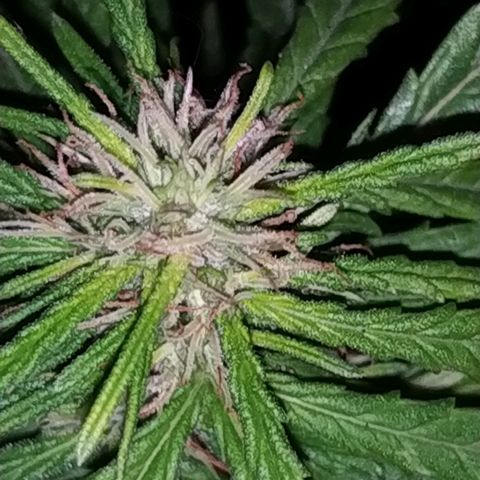 Genética desconocida growlog timeline photo