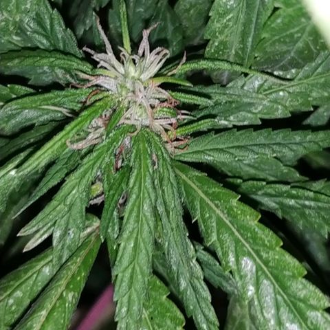 Genética desconocida growlog timeline photo