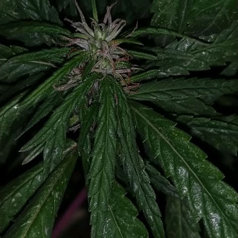 Genética desconocida growlog timeline photo