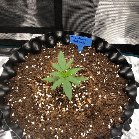 Blue Dream Matic growlog timeline photo