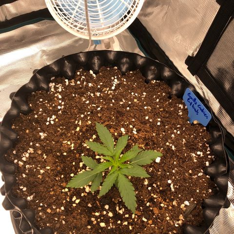Gorilla Cookies Auto growlog timeline photo